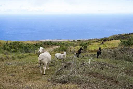 0a3b1a79cd2d461c88d936b9e0a47ff7_preview_philanthropy_hawaii_firewise_communities_76317