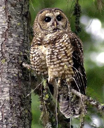 1bb71af786804a94a19cffaa55861e4e_main_biden_endangered_species_43411