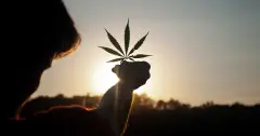 A-person-holding-a-cannabis-leaf-in-the-midst-of-a-breathtaking-sunset-OG
