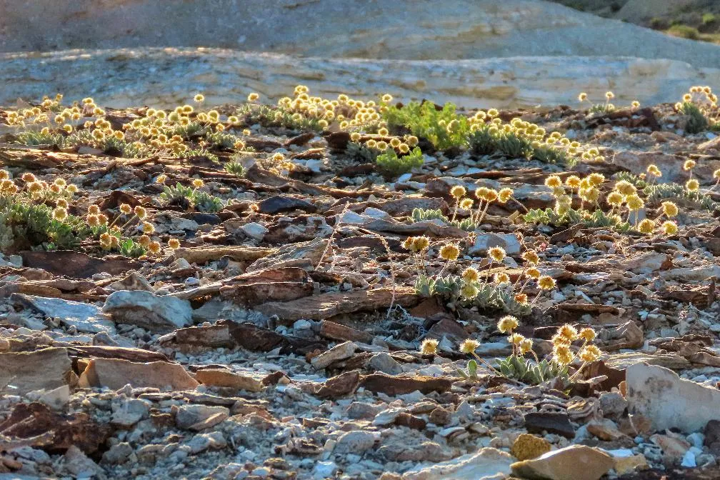 9873e0b8545948a9b75ff8b4dc6a874d_main_lithium_mine_endangered_wildflower_85677