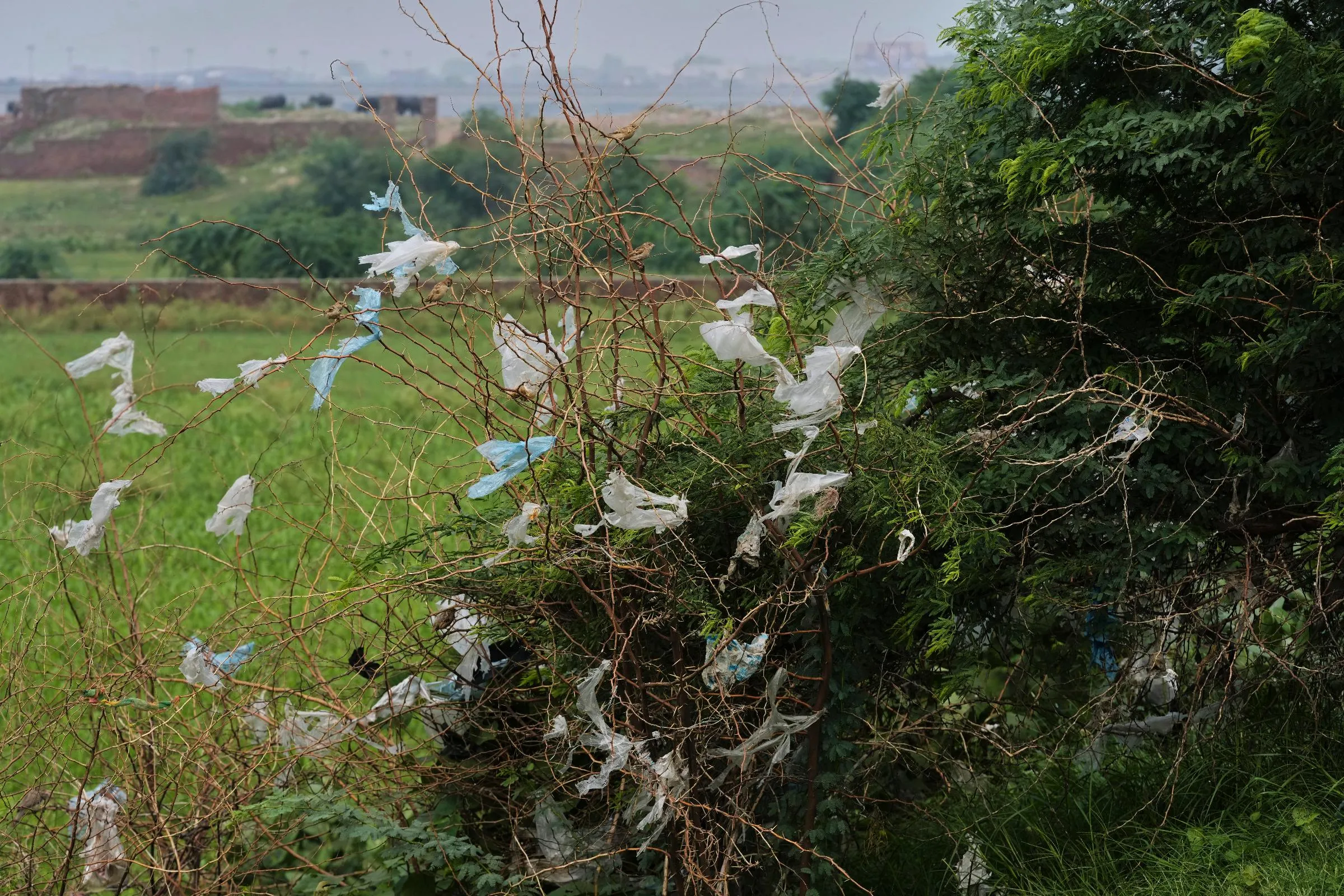 475bfb74d0b64eff83cd79b416e8773d_main_pakistan_plastic_pollution_treaty_21257