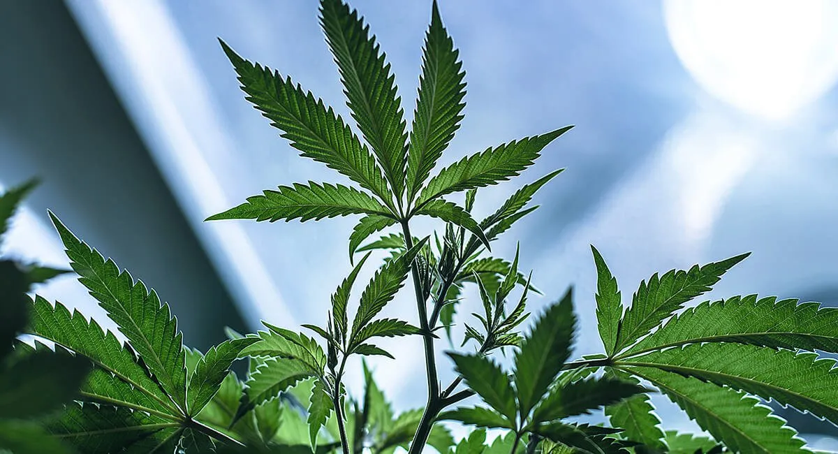 CannabistechcompanyDutchiesecures1_7billionvaluationWillitIPO_-Hero_64fd6f1ce05a330ed92b31c2d77dc5bd_2000