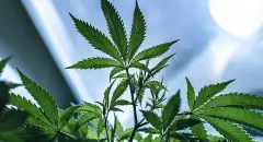 CannabistechcompanyDutchiesecures1_7billionvaluationWillitIPO_-Hero_64fd6f1ce05a330ed92b31c2d77dc5bd_2000