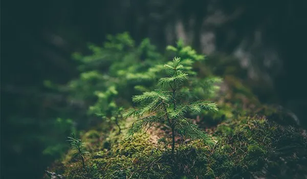 ArethereanyESGfriendlycryptos_-image1__51059a873a432b51aca2231813195fb0_800