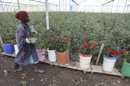 056763864ea94926bc001cc7046f1ec7_preview_kenya_valentine27s_day_roses_53876