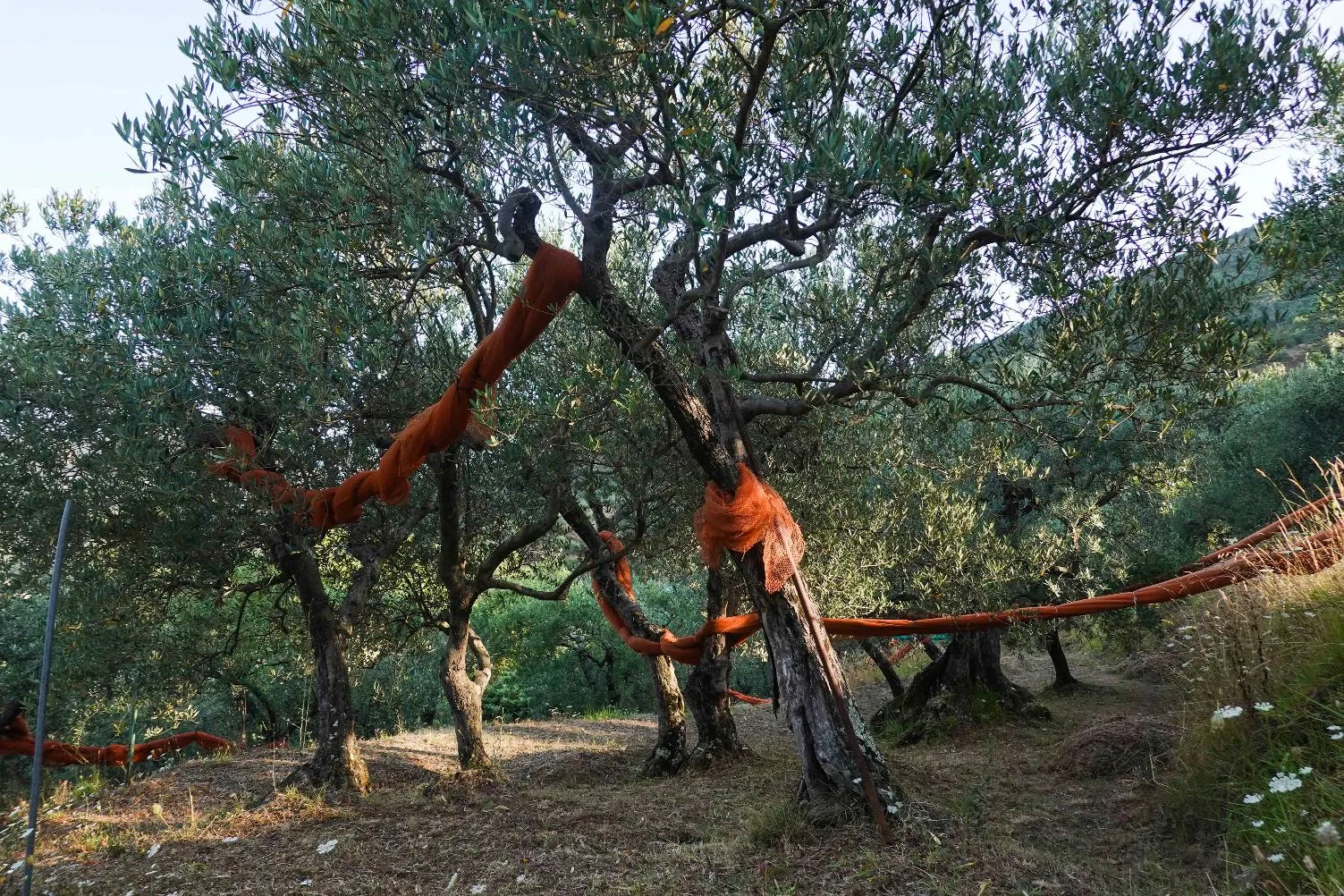 ffb31526b7194c6e8d3bc05bc8065d72_main_italy_olive_oil_42496