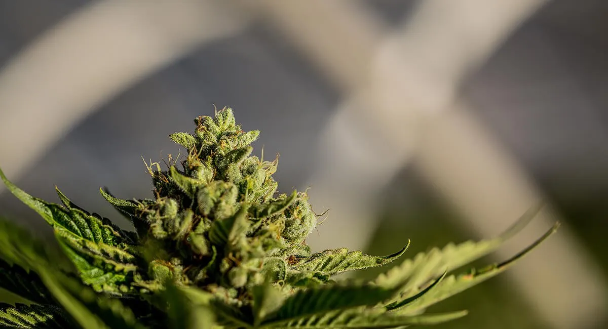 WillpotstockCanopyGrowthbenefitifcannabisgetslegalizedinNewYork__5eefed9120bb4cc8ada819d5fac50818_2000