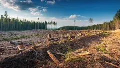 Stark Reality Wildlife Habitat in Ruins Amidst Deforestation A Haunting Scene of Natures Loss in Tropical Rainforest, Showcasing Devastation