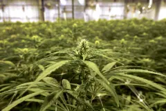 473d5539a5184595b30ea26f6bebafe3_high_from_hemp_04406