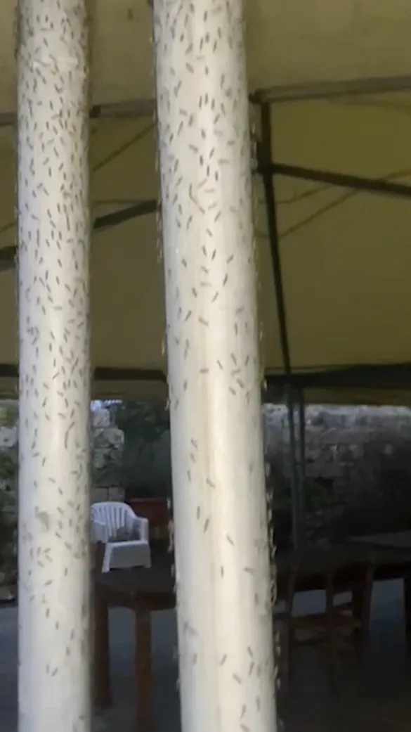 94b74f6dcfd74e9f97d281fcf371789e_main_italy_bugs_21243