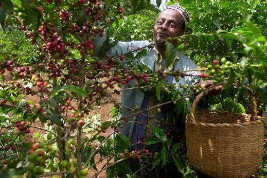 1265711b170543928445cea8888762df_main_coffee_history_01379