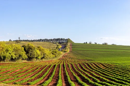 Soybeans Brazil Agriculture Crops