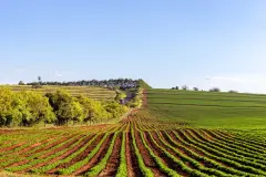 Soybeans Brazil Agriculture Crops