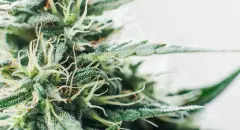 IsLondonsmayorteeingupaUKcannabisrevolution_-hero_f9f0199f113744e6dcf0a33f8d3386ae_2000