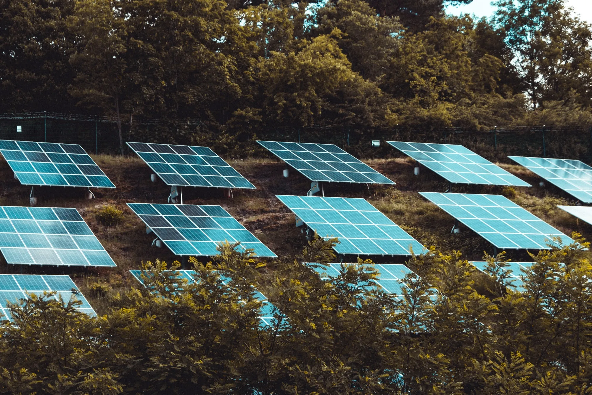 blue-solar-panels-on-green-trees-during-daytime_66d9617d6d596f60b6de1eb45891846b