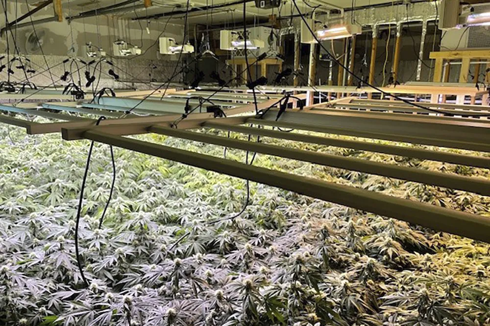 652f2e9f15c844dd81a6d0b454abfcbf_main_illicit_marijuana_operations_utilities_74809