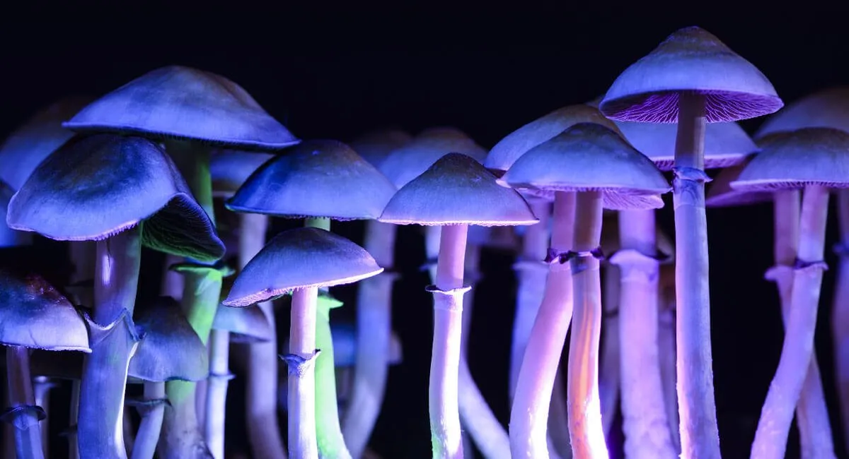 investing-in-shroom-stocks