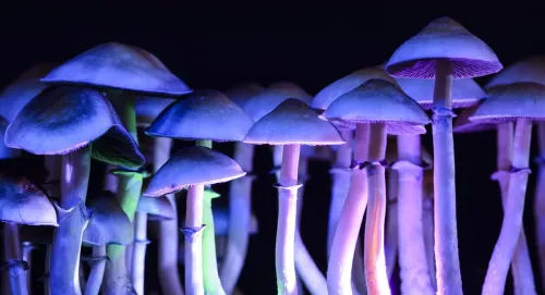 investing-in-shroom-stocks